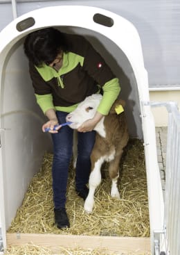 Lifestyle: KERBL Kälberiglu CalfHouse Premium Plus für 1 Kalb, mit schwerer Umzäunung