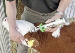 Lifestyle: KERBL Enthornungsgerät GasBuddex