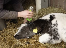 Lifestyle: KERBL Enthornungsgerät GasBuddex
