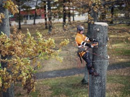 Lifestyle: Baumpfleger sägt mit Husqvarna® Akku-Kettensäge 550i XP® einen Baumstamm in der Höhe