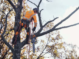 Produktbild: Husqvarna Akku-Kettensäge 550i XP im Einsatz bei der Baumpflege