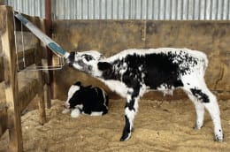Lifestyle: Kalb trinkt aus Tränkeeimer mit Ersatzbeutel im Stall