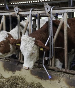 Lifestyle: Vink Kopfstütze für Rinder