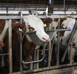 Lifestyle: Vink Kopfstütze für Rinder