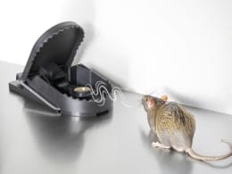 Produktbild: SWISSINNO Rattenfalle SuperCat