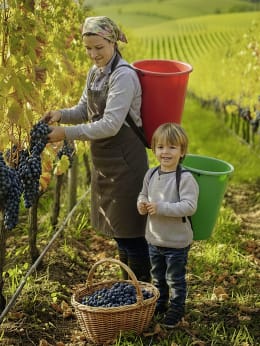 Produktbild: roto® Tragebütte 60 l aus Polyethylen, rot und grün, als Rückentrage bei der Weinlese