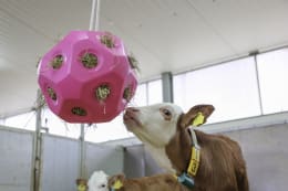 Lifestyle: KERBL Futterball 400 mm pink, Fressöffnungen 19 St./60 mm, für Rinder und Pferde, 3210388