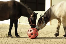 Lifestyle: KERBL Futterball 400 mm rot, Fressöffnungen 19 St./60 mm, für Rinder und Pferde, 3210386