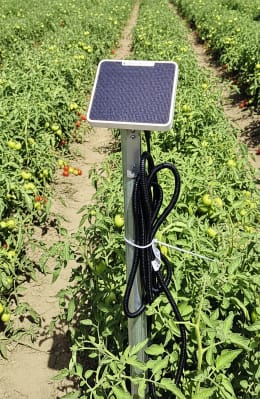 Lifestyle: Bewässerungssteuerung mit Solarpanel auf Pfahl montiert in Tomatenfeld
