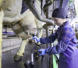 Lifestyle: KERBL Ärmelschoner Oxford 40 cm, wasserdicht, atmungsaktiv, Gummizug an beiden Enden