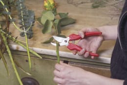 Lifestyle: FELCO Leseschere FELCO 300