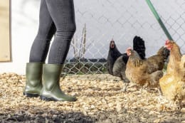 Lifestyle: nora Gummistiefel Ranch Low