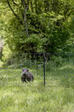 Lifestyle: Ako Wildzaun 50 cm/50 m, stromführend