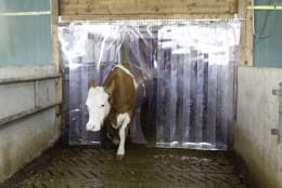 Lifestyle: KERBL Streifenvorhang 1.300 x 2.250 mm für Paddock- und Boxentüren, Komplettset