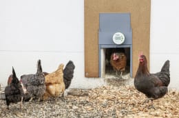 Lifestyle: Hühnerklappe mit Steuerung am Geflügelstall, Hühner gehen durch die automatische Klappe