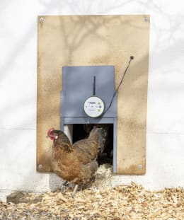 Lifestyle: Huhn verlässt Hühnerstall durch automatische Hühnerklappe mit WLAN-Steuerung