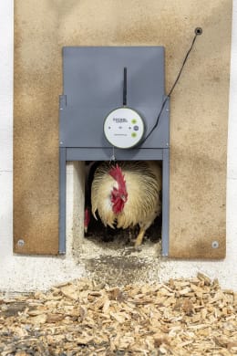 Lifestyle: Hahn nutzt automatische Hühnerklappe mit WLAN-Steuerung am Geflügelstall