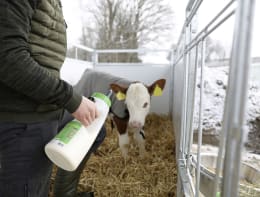 Produktbild: KERBL Kälberflasche Milky Feeder mit grünem Sauger beim Füttern eines Kalbes