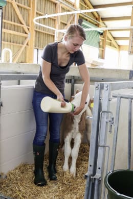 Lifestyle: Frau füttert Kalb mit Kälberflasche im Stall