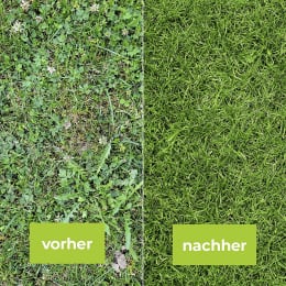 Produktbild: Protect Garden Unkrautvernichter Loredo® Quattro Universal Rasenunkrautfrei
