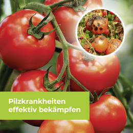 Produktbild: Protect Garden Pflanzenschutzmittel Curamat AZ Universal Pilzfrei