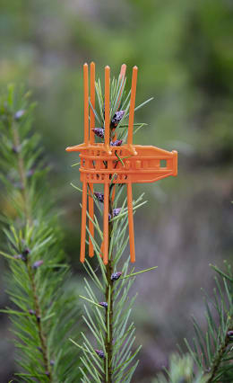 Detailbild: Orange Verbissschutzmanschette an jungem Nadelbaum-Trieb montiert