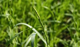 Produktbild: Welsches Weidelgras Zarastro diploid ZS
