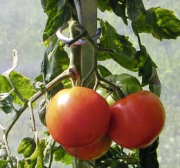 Produktbild: Brühwiler Pflanzstab
