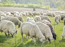 Lifestyle: Ako Schafzaun Titan Net stromführend