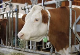 Lifestyle: KERBL Gewicht für Halsmarkierungsbänder bis 40 mm Breite, 500 g