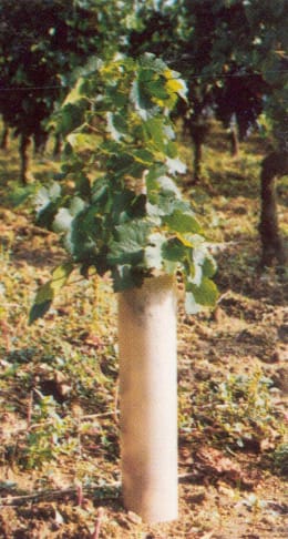 Lifestyle: Rebschutzrohr schützt junge Weinrebe im Weinberg
