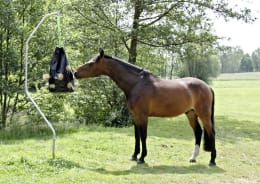 Lifestyle: Pferd frisst Heu aus schwarzem Futtersack auf der Weide