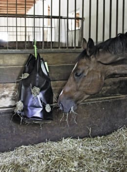 Lifestyle: Pferd frisst Heu aus schwarzem Futtersack in einer Stallbox