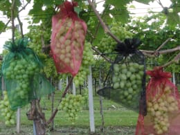 Lifestyle: Traubenschutzbeutel Organza