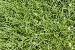 Produktbild: GreenTrip Dauerweide Saatgut Universal Pro 10 kg Sack