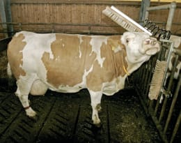 Lifestyle: KERBL Kratzbürste Texas Bürsten 500 x 100 mm, für Bullen, Kälber, Rinder, Pferde, Ponys, Schafe, Ziegen