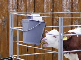 Lifestyle: Kalb trinkt aus grauem Kälbertränkeeimer mit Sauger im Stall