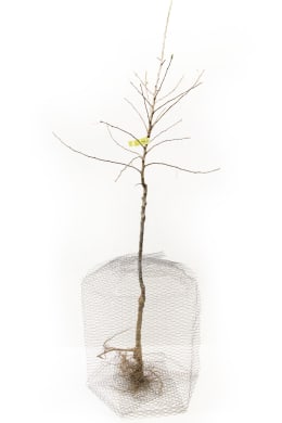 ART_AdditionalAssets