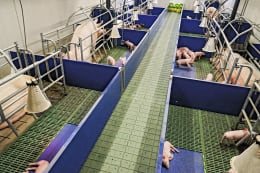 Lifestyle: Hochdruckschlauch im Einsatz in einem modernen Schweinestall mit Ferkeln in Buchten