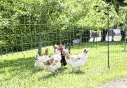Lifestyle: Ako Geflügelzaun PoultryNet nicht stromführend
