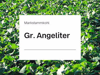 Detailbild: Markstammkohl Samen Gr. Angeliter (ungebeizt) ZS ungebeizt