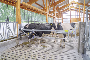 Lifestyle: Abtrennung für Milchviehstall, Kälberstall, Jungviehstall, Bullenstall