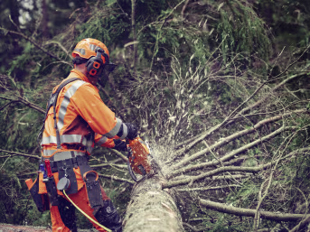 Produktbild: Husqvarna Benzin-Kettensäge 564 XP Fuel Inject im Einsatz beim Holzschneiden