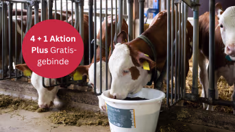 Produktbild: Bonimal FEED RM Lickan Kalb mit Eukalyptus, Menthol, Selen sowie Traubenkernextrakt Leckmasse
