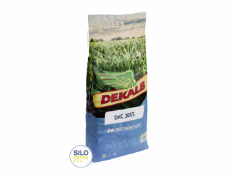 Produktbild: Mais-Saatgut Dekalb DKC 3653 ZS (S 260, ca. K 260)