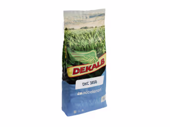 Produktbild: Mais-Saatgut Dekalb DKC 3850 ZS (ca. S 270)
