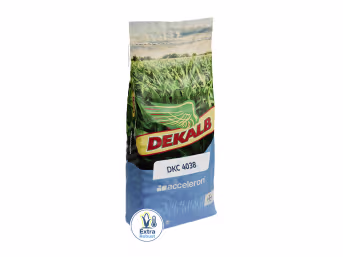 Produktbild: Mais-Saatgut Dekalb DKC 4038 (ca. S 280)