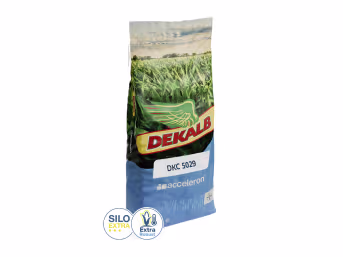 Produktbild: Mais-Saatgut Dekalb DKC 5029 (ca. S 300, ca. K 320)