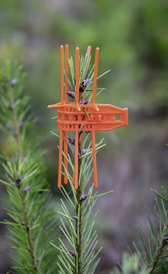 Detailbild: Orange Verbissschutzmanschette an jungem Nadelbaum-Trieb montiert