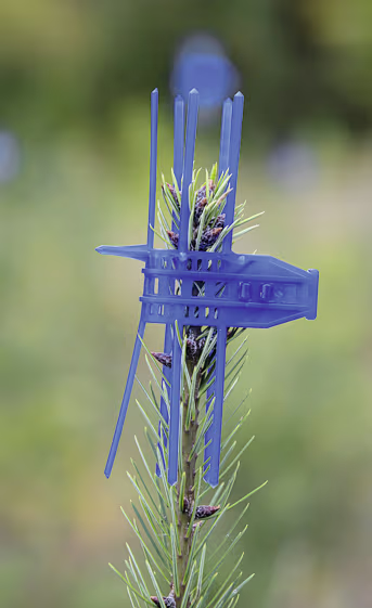 Produktbild: Blaue Verbissschutzmanschette Cactus von signumat an Pflanzentrieb montiert